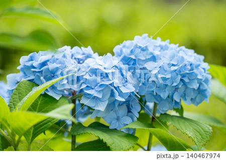 2つの鮮やかな青の紫陽花 2つの鮮やかな青の紫陽花 140467974