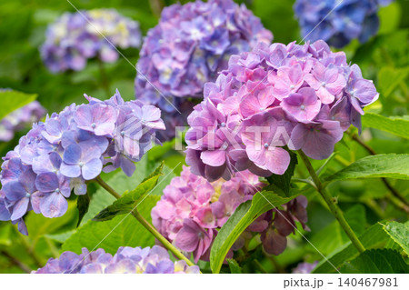 ピンクから紫のグラデーションの紫陽花 ピンクから紫のグラデーションの紫陽花 140467981