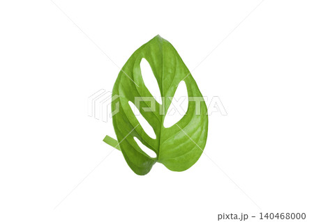 Close-up of a green leaf on white background Close-up of a green leaf on white background 140468000