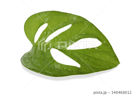 Close-up of a green leaf with droplets, isolated, PNG Close-up of a green leaf with droplets, isolated, PNG 140468012