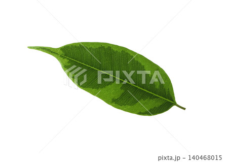 Green leaf on a white background, isolated, PNG 140468015