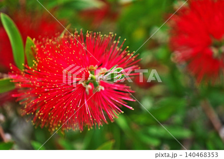 赤いブラシノキの花(春、五月) 赤いブラシノキの花(春、五月) 140468353