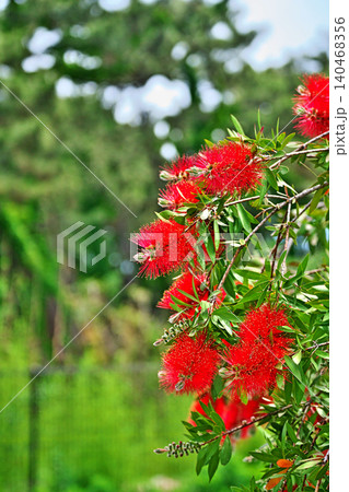 赤いブラシノキの花(春、五月) 赤いブラシノキの花(春、五月) 140468356