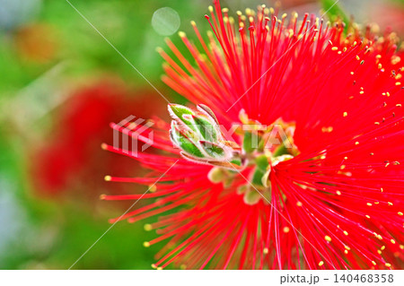 赤いブラシノキの花(春、五月) 赤いブラシノキの花(春、五月) 140468358