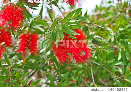赤いブラシノキの花(春、五月) 赤いブラシノキの花(春、五月) 140468425