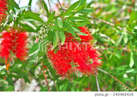 赤いブラシノキの花(春、五月) 赤いブラシノキの花(春、五月) 140468426