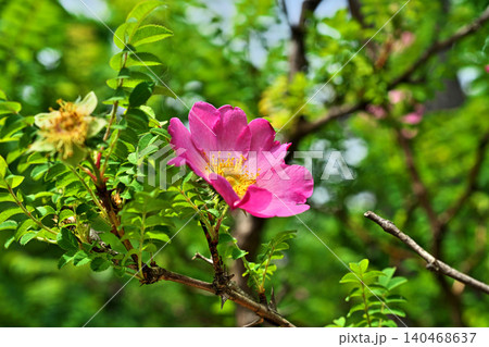 ピンク色のサンショウバラの花(春、五月) ピンク色のサンショウバラの花(春、五月) 140468637