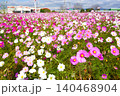 一面に広がる秋桜 140468904