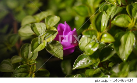Beautiful Blooming Flower Among Green Leaves Beautiful Blooming Flower Among Green Leaves 140469434