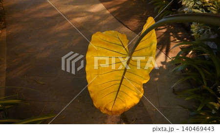Giant Taro Leaf Bright and Bold Giant Taro Leaf Bright and Bold 140469443