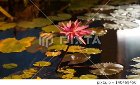 Pink Water Lily Floating in a Pond Still Life 140469450