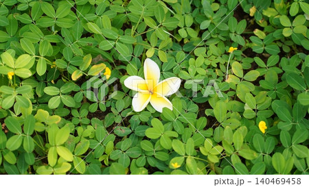 Plumeria Blossom Amidst Arachis pintoi Foliage 140469458