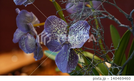 Elegant Spotted Orchid Bloom Close Up Floral Beauty Elegant Spotted Orchid Bloom Close Up Floral Beauty 140469460