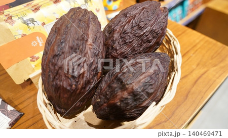 Cacao Pods Theobroma cacao Fresh Harvested Cocoa Beans Cacao Pods Theobroma cacao Fresh Harvested Cocoa Beans 140469471