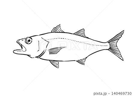 ムツのイラスト 海水魚線画 図鑑風 ムツのイラスト 海水魚線画 図鑑風 140469730