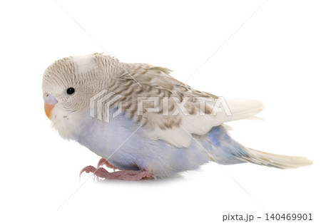 young budgerigar in studio young budgerigar in studio 140469901
