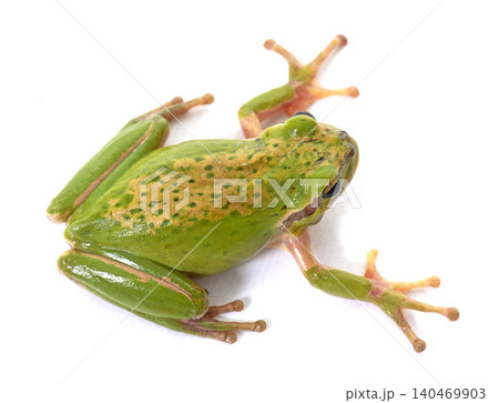 European tree frog European tree frog 140469903