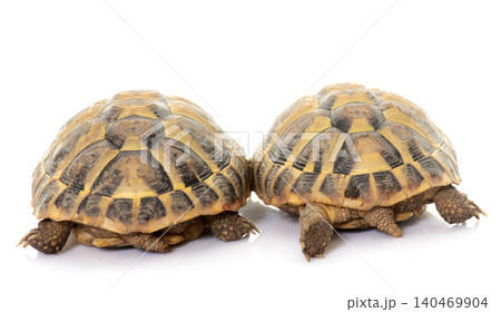 Testudo hermanni tortoise Testudo hermanni tortoise 140469904