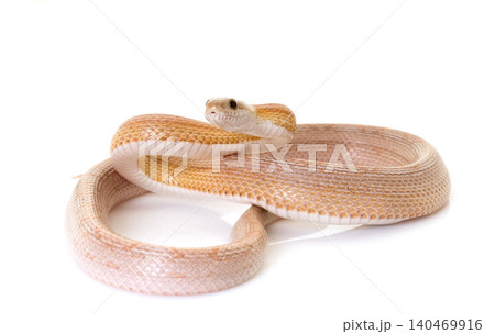 corn snake in studio corn snake in studio 140469916