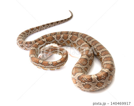 corn snake eating mouse corn snake eating mouse 140469917