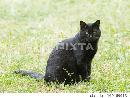 black cat in nature black cat in nature 140469918