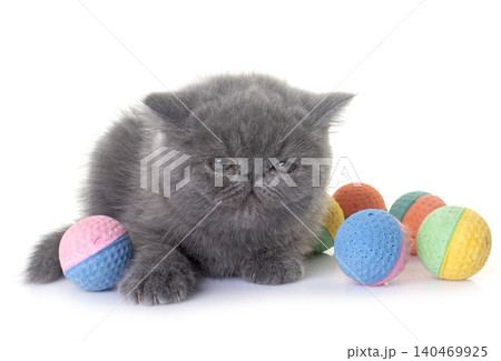 exotic shorthair kitten in studio exotic shorthair kitten in studio 140469925