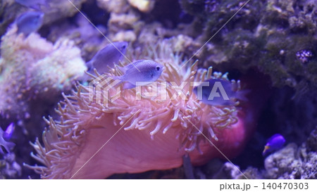 Aquarium Life Featuring Anemone and Chromis Fish Aquarium Life Featuring Anemone and Chromis Fish 140470303