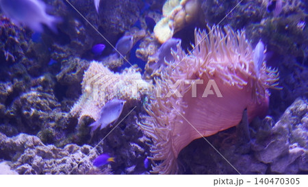 Underwater Scene with Sea Anemone and Fish Underwater Scene with Sea Anemone and Fish 140470305