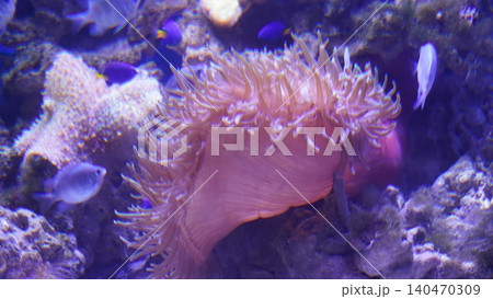 Underwater Anemone and Fish in a Saltwater Aquarium 140470309