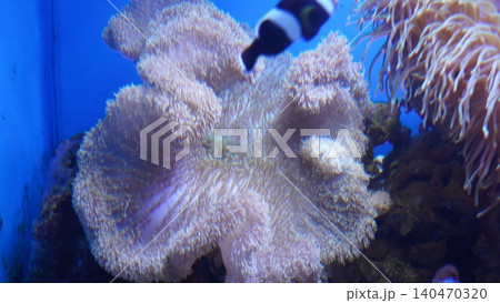 Clownfish and Coral Reef Underwater Scene Clownfish and Coral Reef Underwater Scene 140470320