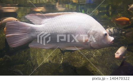 Albino Tilapia Fish Underwater Photography Albino Tilapia Fish Underwater Photography 140470322