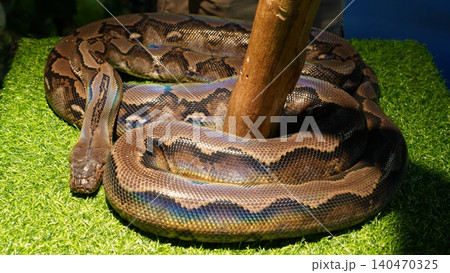 Reticulated Python Coiled on Green Turf Reptile Portrait Reticulated Python Coiled on Green Turf Reptile Portrait 140470325