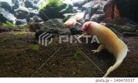 Axolotl Underwater Habitat Amphibian Pet Axolotl Underwater Habitat Amphibian Pet 140470337