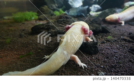 Axolotl in Aquarium Underwater Photography 140470338