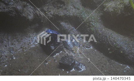 Blue Poison Dart Frog on Rocks Wildlife Photography Blue Poison Dart Frog on Rocks Wildlife Photography 140470345