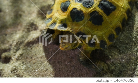 Central Asian Tortoise Close Up Central Asian Tortoise Close Up 140470356