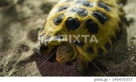 Close Up of a Russian Tortoise Close Up of a Russian Tortoise 140470357