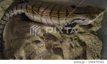 Sleeping Blue Tongued Skink close up macro photo 140470362