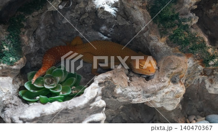 Sleeping Leopard Gecko in Rock Formation Pet Reptile Sleeping Leopard Gecko in Rock Formation Pet Reptile 140470367