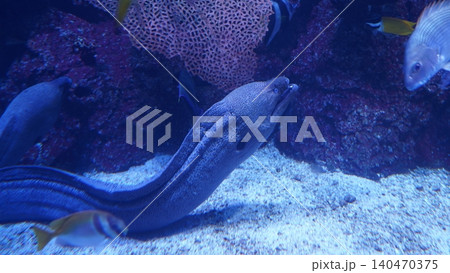 Magnificent Moray Eel Underwater Beauty Magnificent Moray Eel Underwater Beauty 140470375