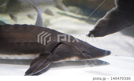 Close-up of a Sturgeons Fish in Water Close-up of a Sturgeons Fish in Water 140470380