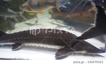 Sturgeon Fish Underwater Scene 140470381