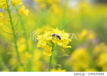 春の菜の花畑で蜜を集めるミツバチのクローズアップ 春の菜の花畑で蜜を集めるミツバチのクローズアップ 140470384