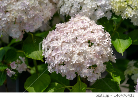 淡いピンク色に色づく紫陽花 淡いピンク色に色づく紫陽花 140470433