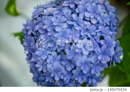水滴のついた鮮やかな青い紫陽花 水滴のついた鮮やかな青い紫陽花 140470434