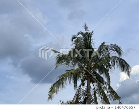 Tropical coconut palm tree under cloudy overcast sky 140470657