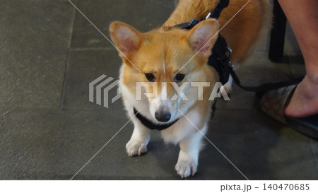 Adorable Corgi Dog with Harness Pet Photography Adorable Corgi Dog with Harness Pet Photography 140470685