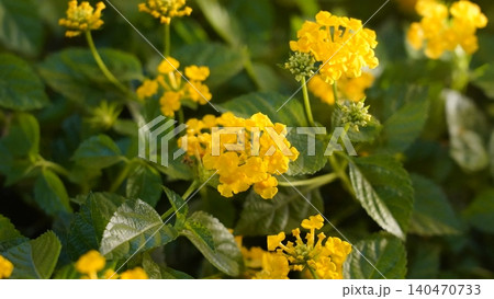 Bright Yellow Lantana Flowers Blooming in the Garden Bright Yellow Lantana Flowers Blooming in the Garden 140470733