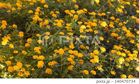 Vibrant Yellow Lantana Flowers in a Lush Green Garden Vibrant Yellow Lantana Flowers in a Lush Green Garden 140470734
