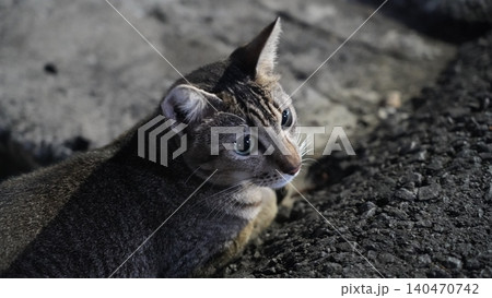 Portrait of a Beautiful Striped Cat with Striking Eyes 140470742